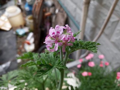驱蚊草开花吗 驱蚊草能开花吗？