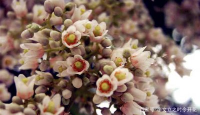 香椿树开花吗 香椿树会开花吗？