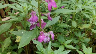凤仙什么时候开花 凤仙何时开花？ -> 凤仙开花时间？