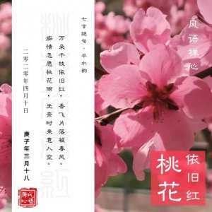 桃花花语和寓意 桃花的花语与象征意义