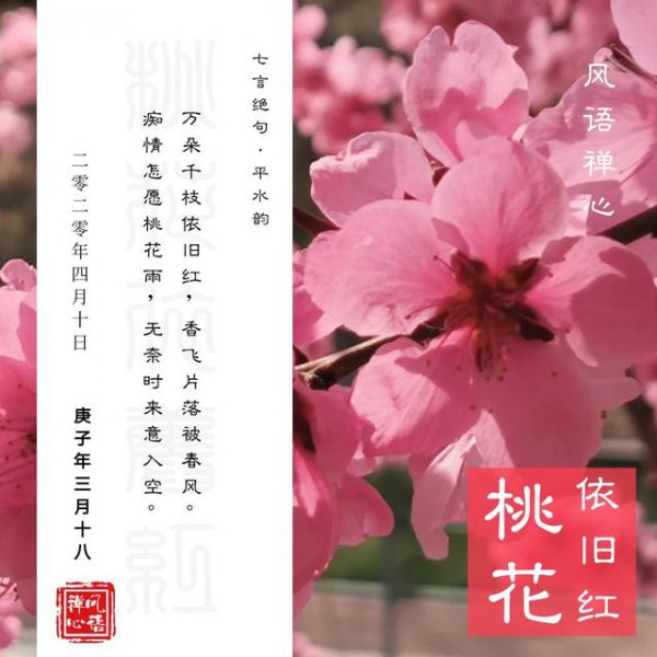 桃花花语和寓意
