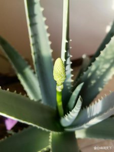 芦荟什么时候开花 芦荟是什么季节开花？