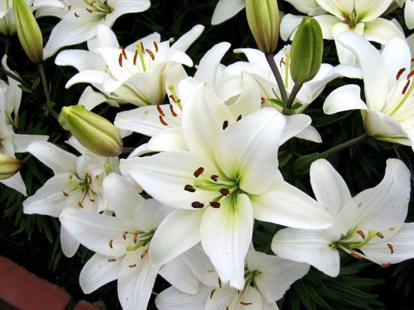 白色百合花语和寓意