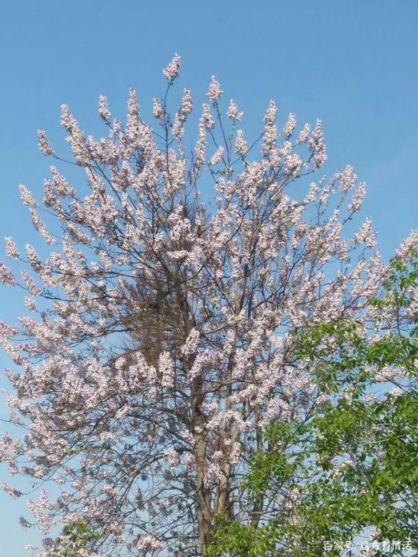梧桐什么时候开花