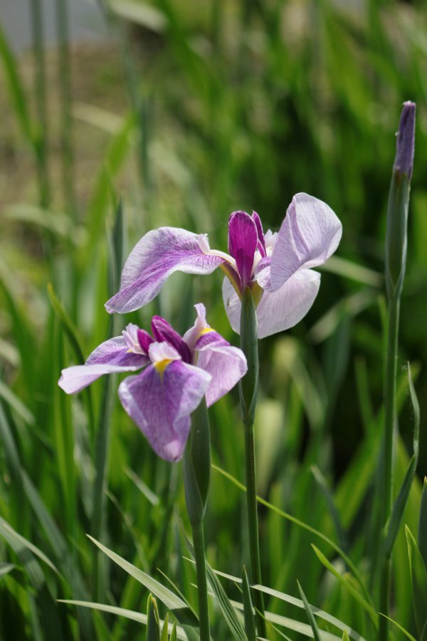 菖蒲会开花吗