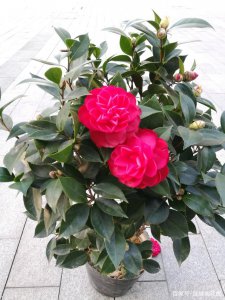 冬季湖北适合养什么花 湖北冬季适宜种植哪些花卉