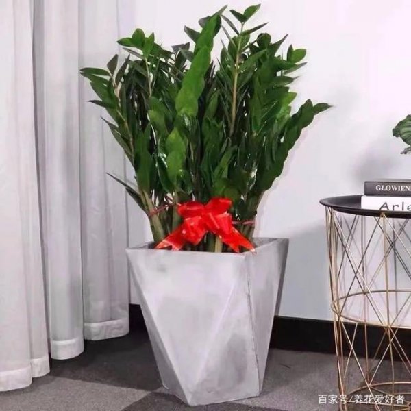 男人适合养什么花