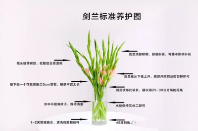 夏季养护兰花需要避开哪些雷区 夏季兰花养护需避开哪些坑？