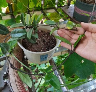 球兰怎么配土 球兰适合种植在什么土壤中？