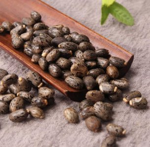 蓖麻亩产量多少斤 蓖麻每亩产量大约多少斤？