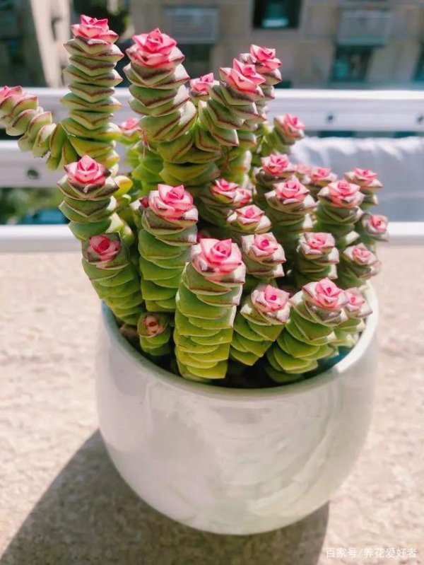 钱串怎么养长得快又旺盛