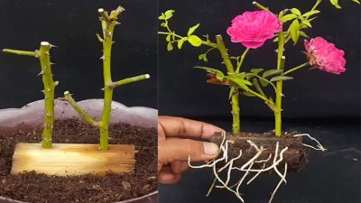 玫瑰花怎么种 如何栽种玫瑰花？