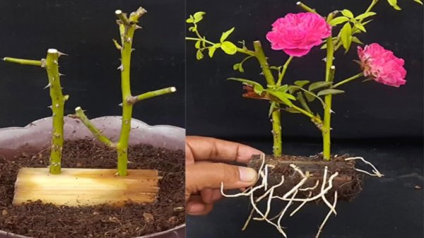 玫瑰花怎么种