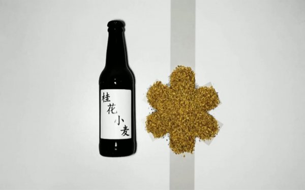 桂花可以浇啤酒吗