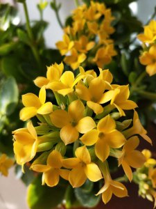 孕妇可以养长寿花吗 孕妇能不能种长寿花？