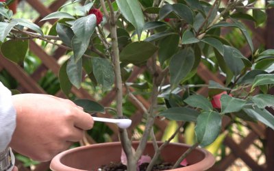 山茶花浇什么水好 山茶花适合用什么水浇？