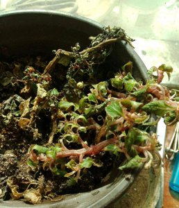 凤仙花不开花什么原因 凤仙花为何不开花？