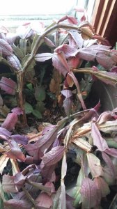 蟹爪莲不开花怎么回事 蟹爪莲为何不开花？