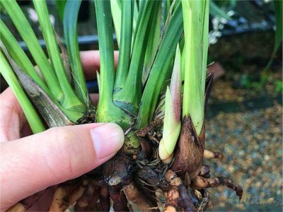 墨兰催花时间和方法 墨兰催花的时间和方法
墨兰花怎样催开？