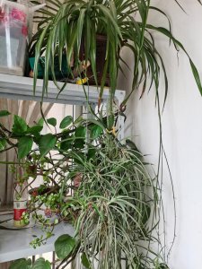 吊兰不开花什么原因 吊兰为什么不开花？