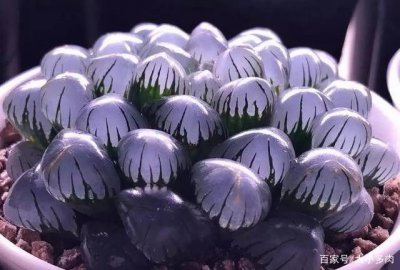 玉露怕冷还是怕热 玉露究竟怕寒还是怕热