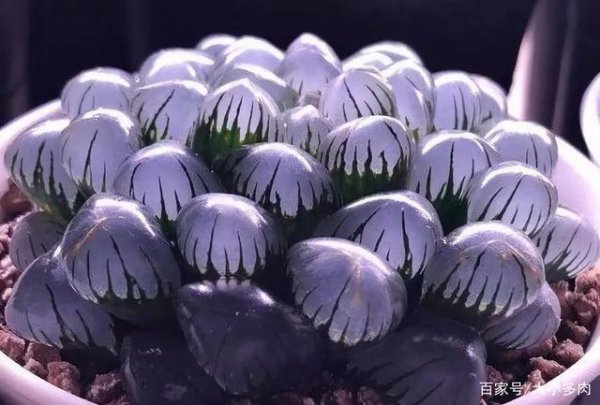 玉露怕冷还是怕热
