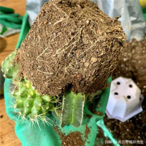 仙人球换土时间和方法 调整仙人球的土壤换土时间和方法