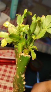 蟹爪兰茎节脱落是什么原因 蟹爪兰为何会掉落茎节？
