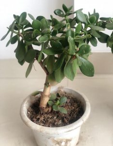 想要玉树叶片油绿怎么养护 如何保养玉树叶片的翠绿色彩？