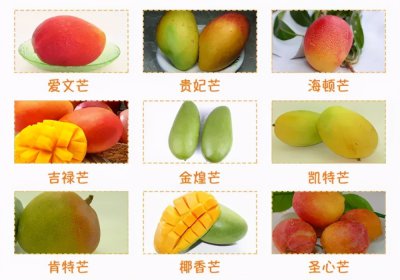最好吃的芒果品种排名好吃的芒果排行榜