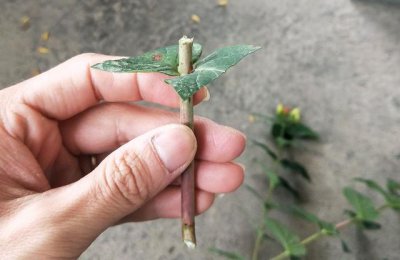 红豆杉的修剪和扦插方法 红豆杉的修剪及繁殖技巧