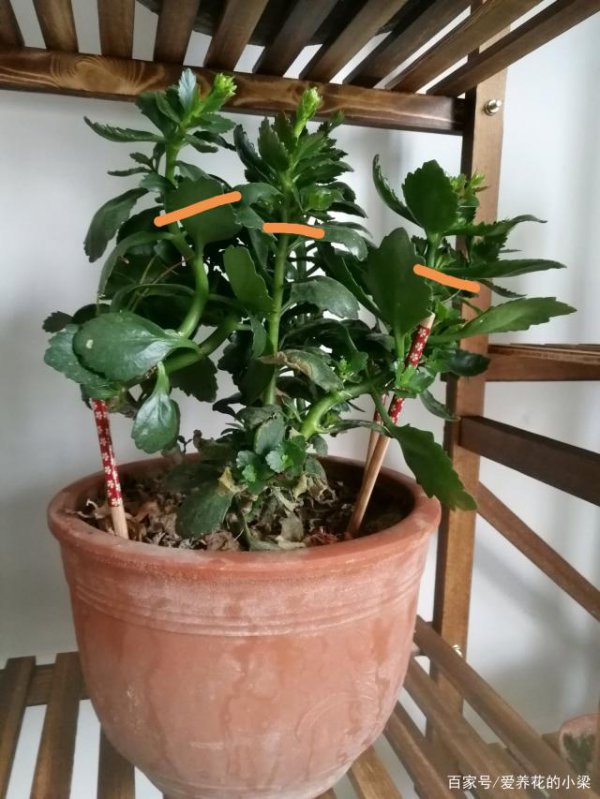 长寿花如何修剪枝叶不影响它的生长