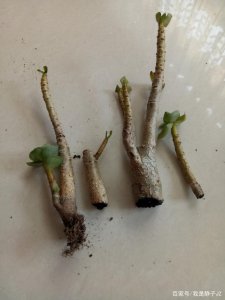 金钱树出现烂根该如何处理 金钱树烂根怎么办？