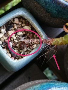 怎么解决多肉根腐的问题 如何处理多肉根部腐烂问题