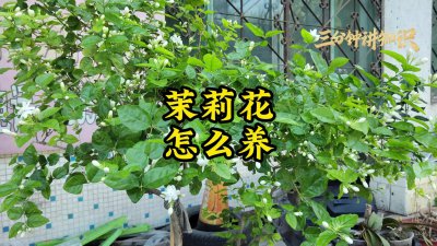 茉莉花要怎么养护开得旺 怎样养护茉莉花才能开得茂盛