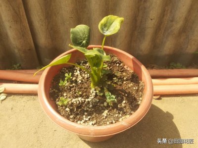 土培红掌如何更好的度过缓苗期 土栽红掌应如何度过缓苗期？