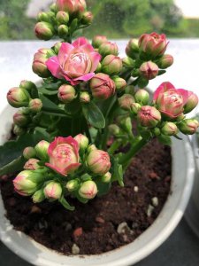 夏季长寿花养护避免的事情 夏季长寿花养护需避免的事项