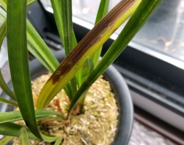 兰花叶片发黄的原因及解决方法 兰花叶片变黄的原因及处理方法