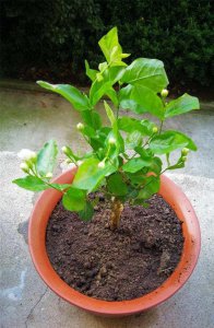如何养护茉莉花花开满枝头 如何让茉莉花绽放盛开