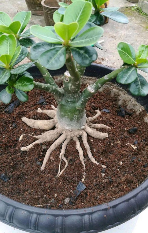 扦插的沙漠玫瑰长新芽如何处理