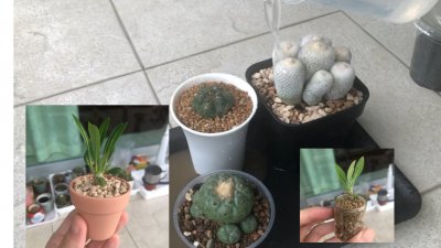 多肉上盆都有哪些讲究 多肉盆栽的种植要注意什么？