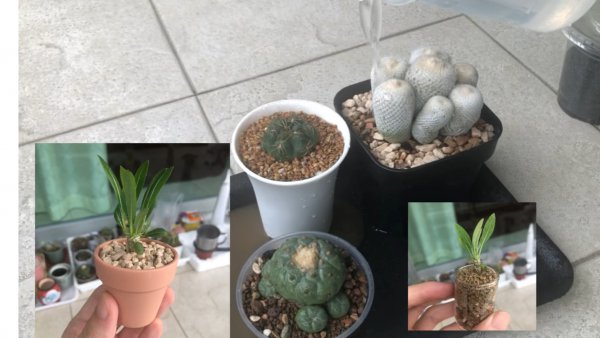 多肉上盆都有哪些讲究