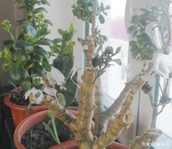秋冬如何养长寿花顺利越冬 养护长寿花助它顺利越冬
