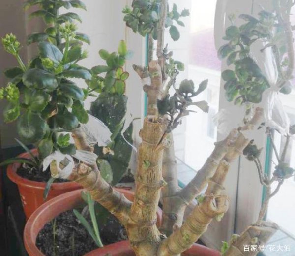 秋冬如何养长寿花顺利越冬