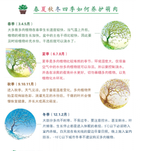 仙人球不同的季节养护关键 季节性养护是仙人球的关键