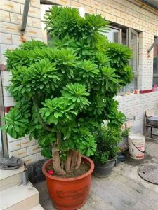 冬季养殖招财树需要掌握的一些套路