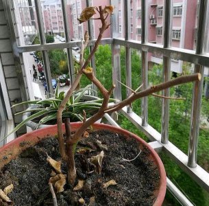 冬天三角梅掉叶多需要做好哪些防护措施
