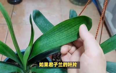 春季给君子兰换盆的主要步骤 春季更换君子兰盆土的关键步骤