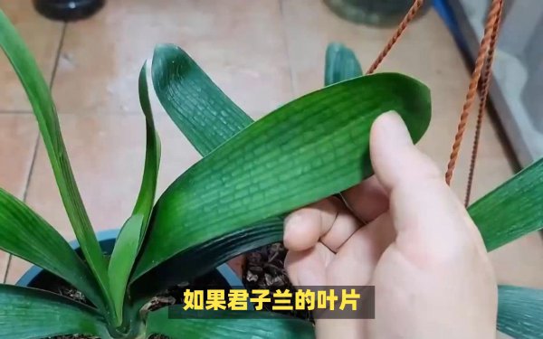 春季给君子兰换盆的主要步骤