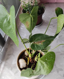 夏季如何防止红掌染上细菌性叶斑病